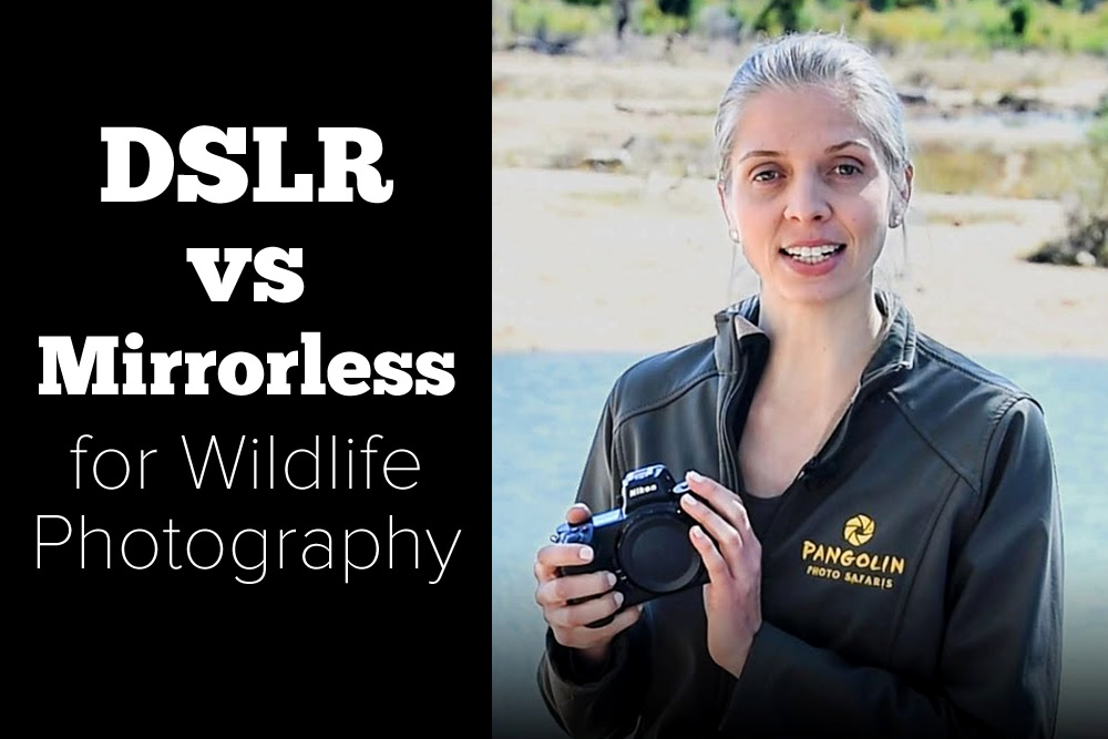 Choosing the Best DSLR Camera for Wildlife Travel Mecam.me