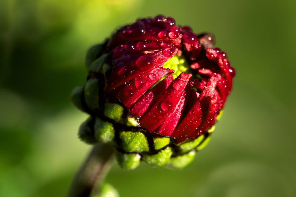 GuruShots Winning Images From The Gorgeous Flowers Challenge