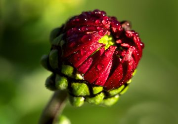 GuruShots Winning Images From The Gorgeous Flowers Challenge