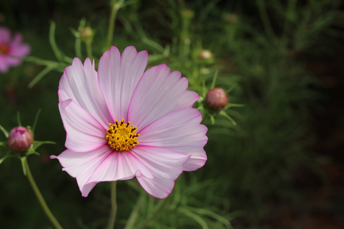 GuruShots Winning Images From The Gorgeous Flowers Challenge