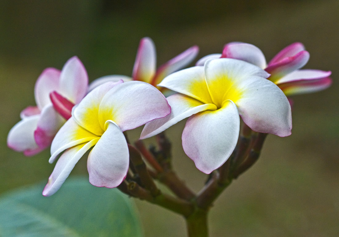 Henryka Czekanowska-Hayes, South Africa