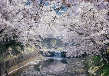 Japanese Photographer Yin Ying Beautifully Captured Four Seasons In Kyoto