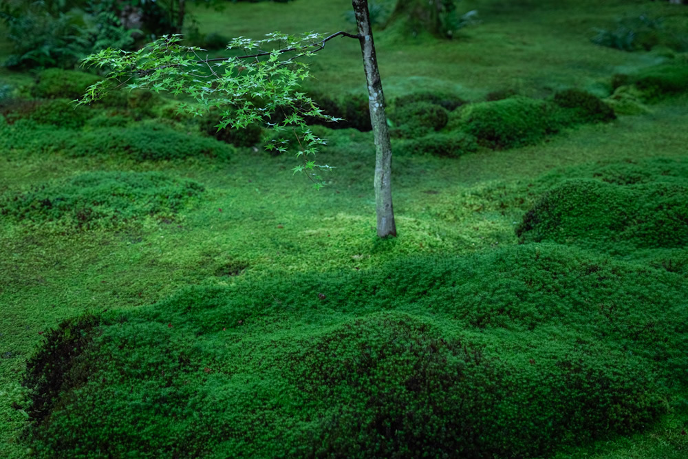 Japanese Photographer Yin Ying Beautifully Captured Four Seasons In Kyoto