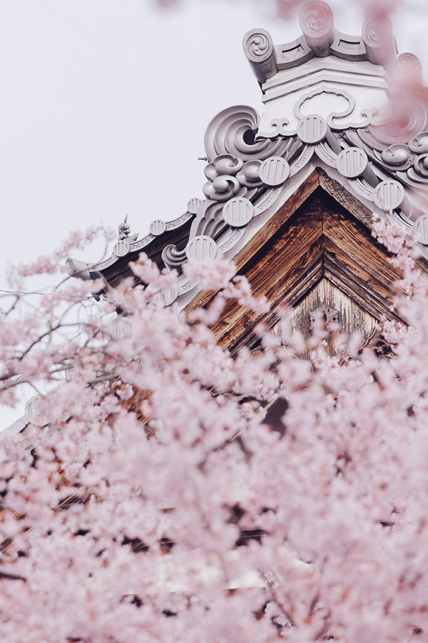 Japanese Photographer Yin Ying Beautifully Captured Four Seasons In Kyoto