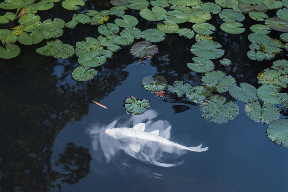 Japanese Photographer Yin Ying Beautifully Captured Four Seasons In Kyoto