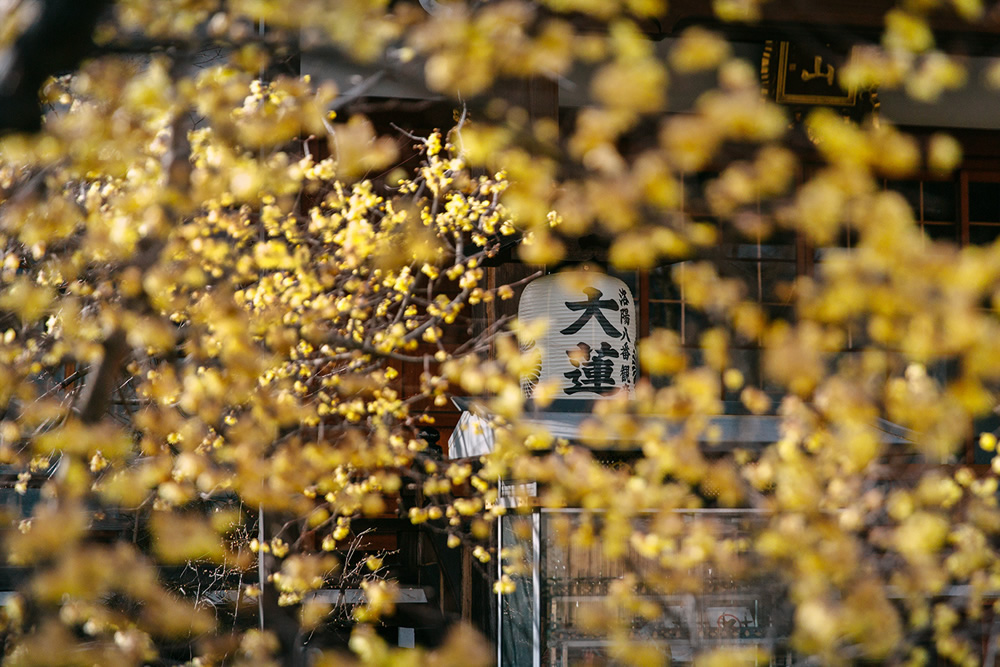 Japanese Photographer Yin Ying Beautifully Captured Four Seasons In Kyoto