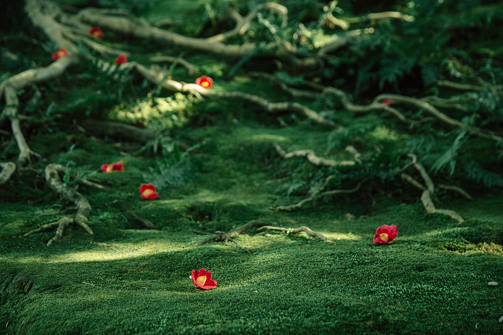 Japanese Photographer Yin Ying Beautifully Captured Four Seasons In Kyoto