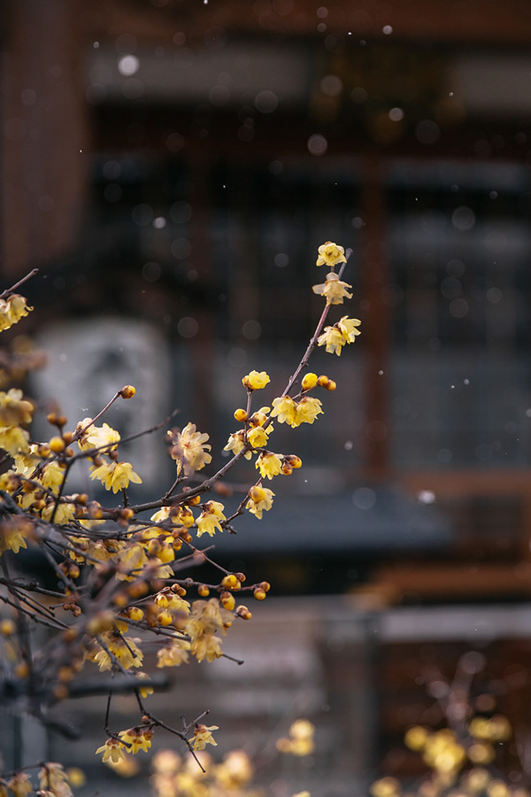 Japanese Photographer Yin Ying Beautifully Captured Four Seasons In Kyoto