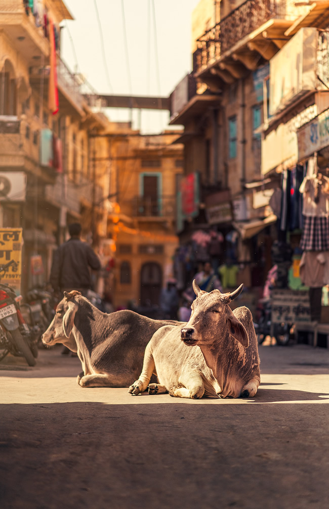 The Golden City: Photos From Jailsamer Streets By Ashraful Arefin