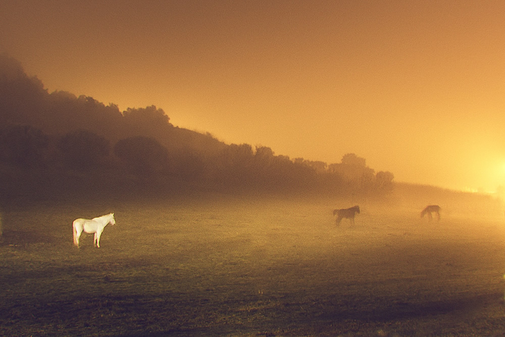 Warm Lights in Cold Places by Henri Prestes