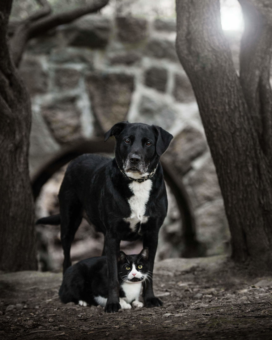 Black Animals Are Awesome By Canadian Photographer Chantal Levesque