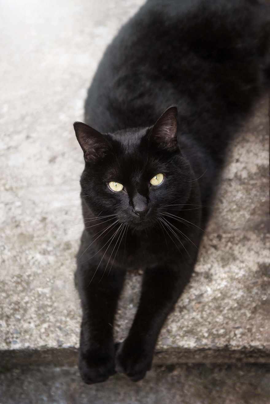 Black Animals Are Awesome By Canadian Photographer Chantal Levesque