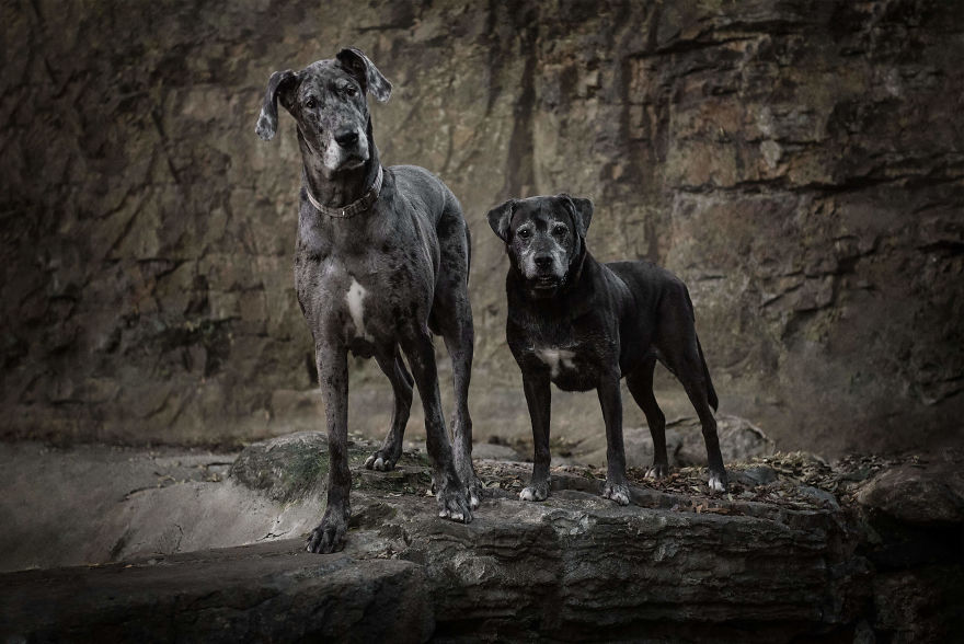 Black Animals Are Awesome By Canadian Photographer Chantal Levesque