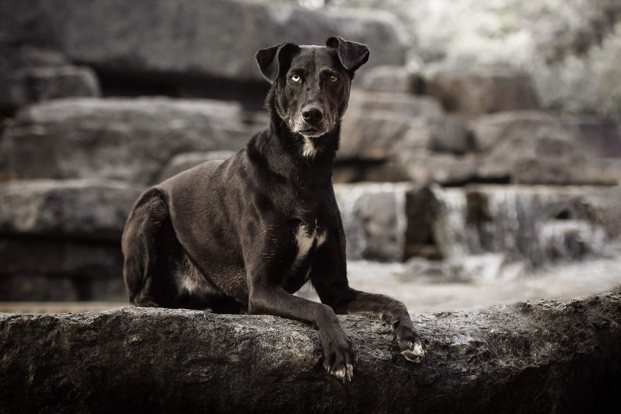 Black Animals Are Awesome By Canadian Photographer Chantal Levesque