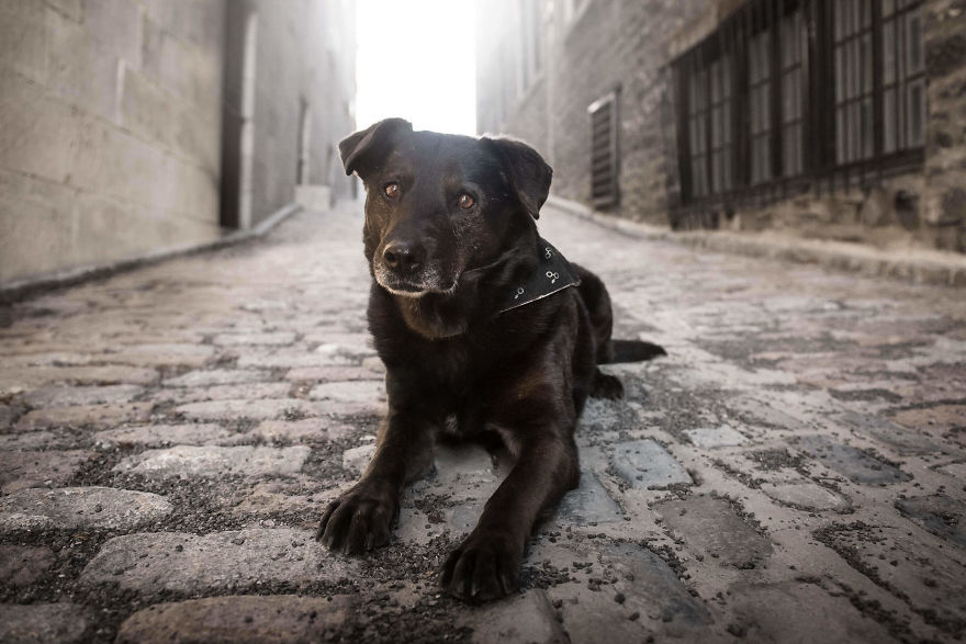 Black Animals Are Awesome By Canadian Photographer Chantal Levesque