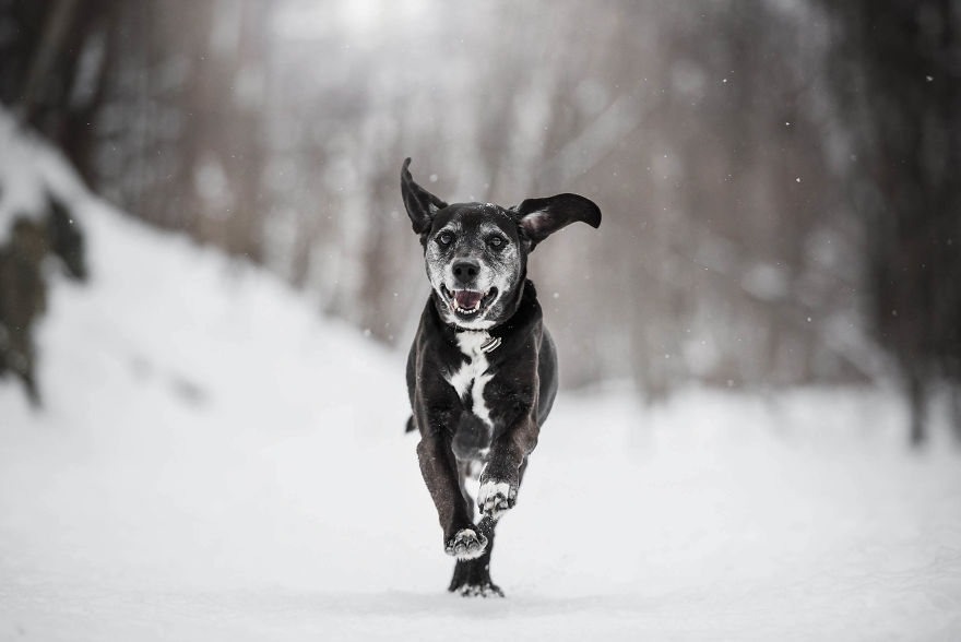 Black Animals Are Awesome By Canadian Photographer Chantal Levesque