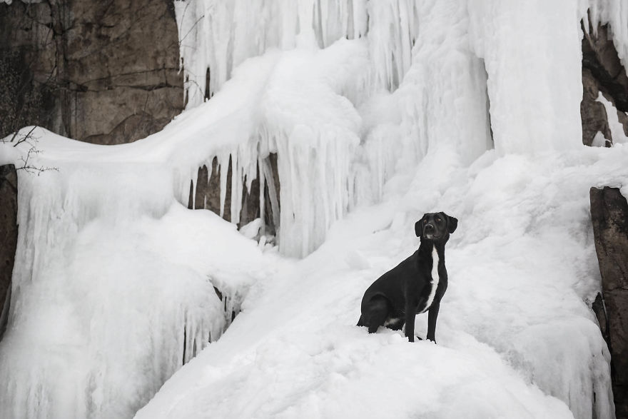 Black Animals Are Awesome By Canadian Photographer Chantal Levesque