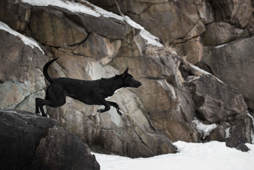 Black Animals Are Awesome By Canadian Photographer Chantal Levesque