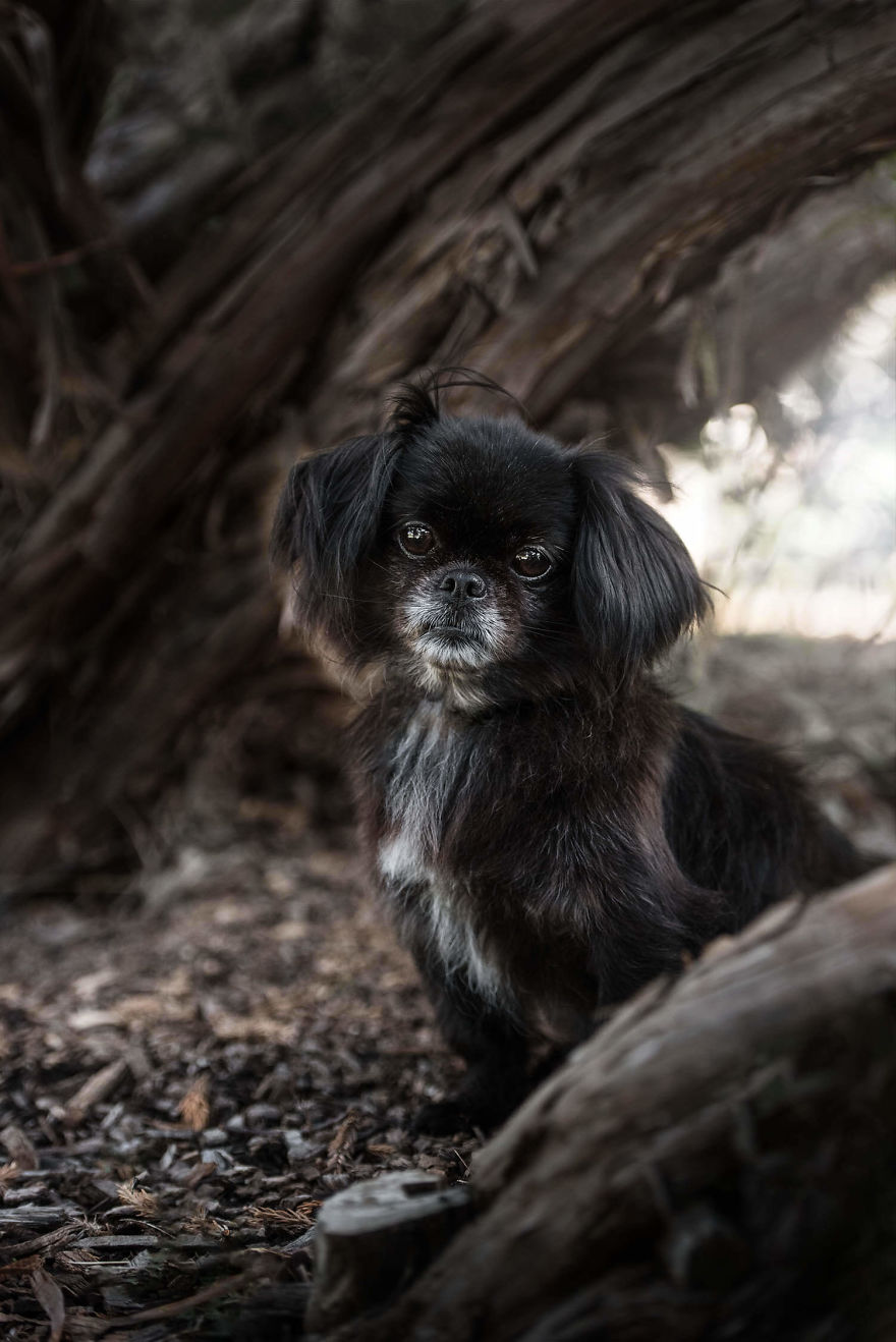 Black Animals Are Awesome By Canadian Photographer Chantal Levesque