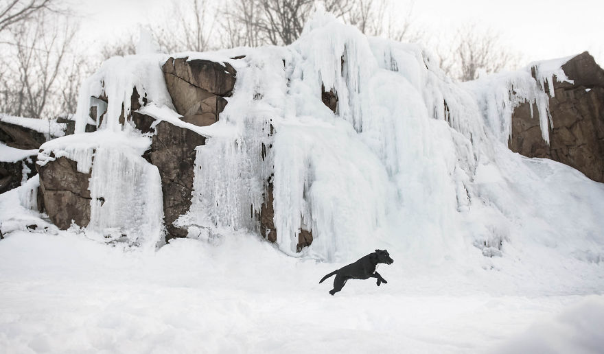 Black Animals Are Awesome By Canadian Photographer Chantal Levesque