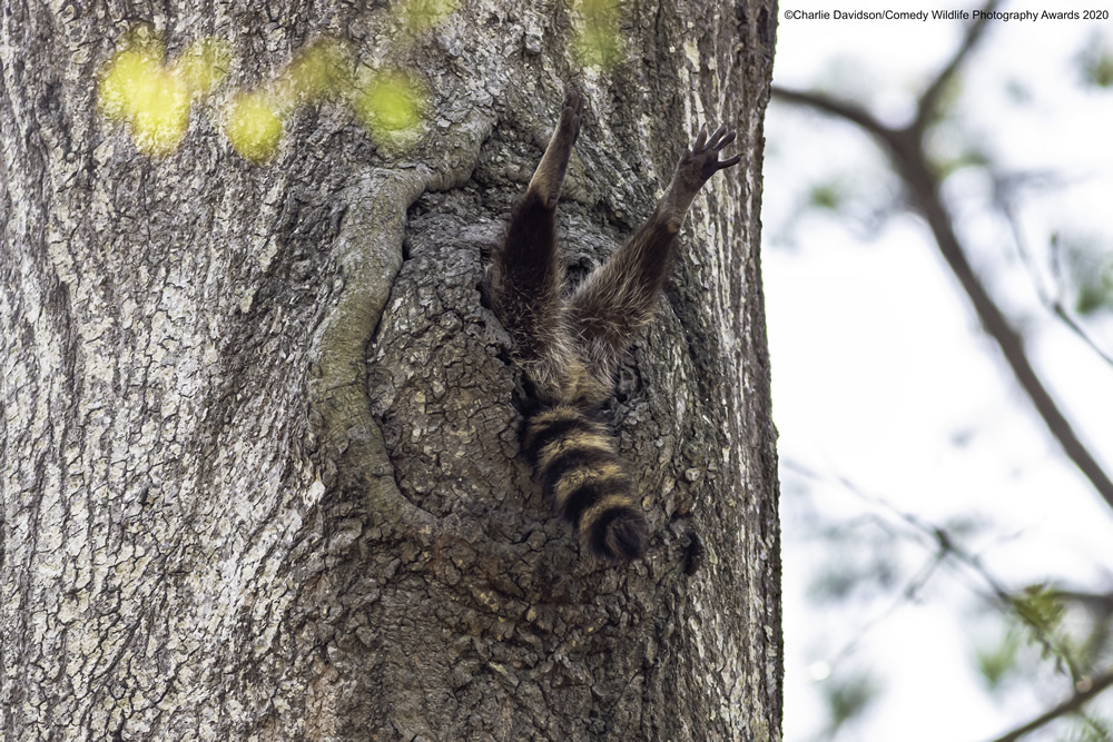 The Winners Of 2020 Comedy Wildlife Photography Awards