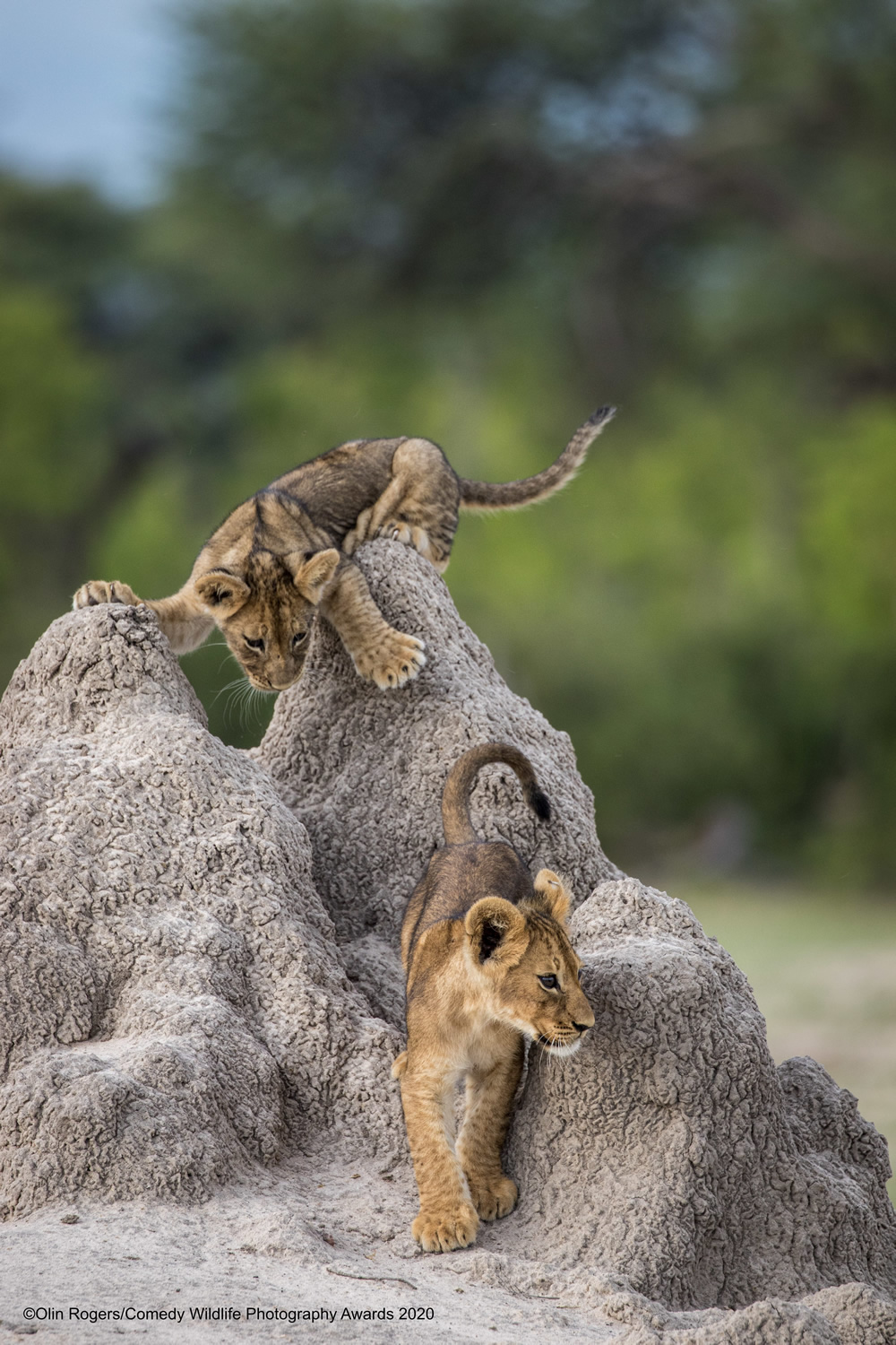 The Winners Of 2020 Comedy Wildlife Photography Awards