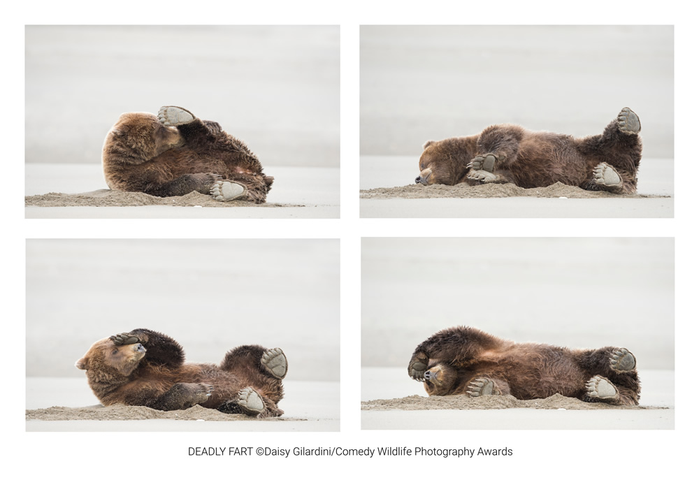 The Winners Of 2020 Comedy Wildlife Photography Awards