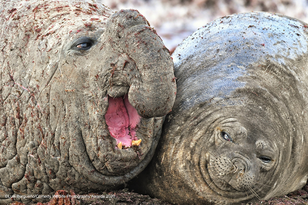 The Winners Of 2020 Comedy Wildlife Photography Awards