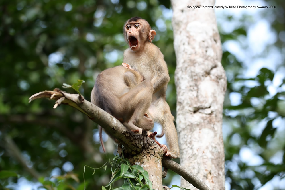 The Winners Of 2020 Comedy Wildlife Photography Awards