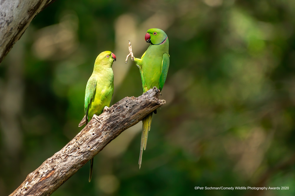 The Winners Of 2020 Comedy Wildlife Photography Awards