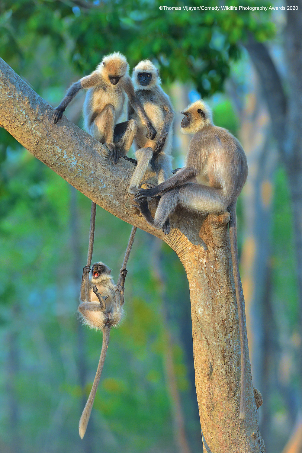 The Winners Of 2020 Comedy Wildlife Photography Awards