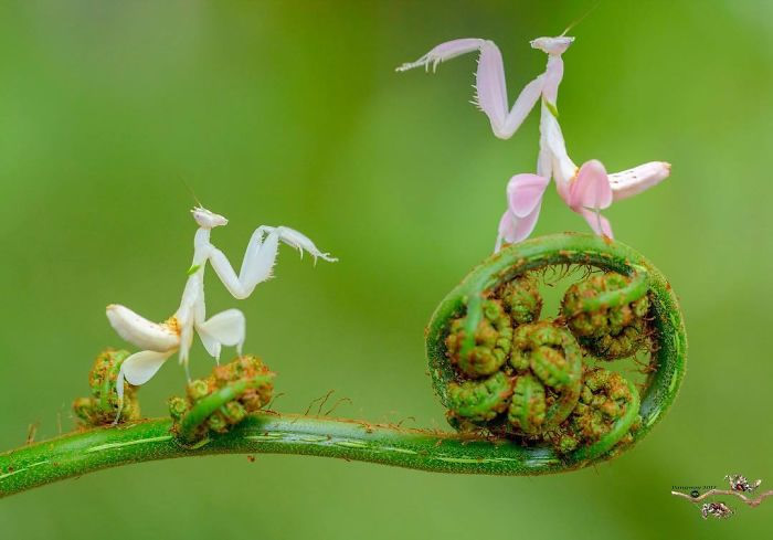 Photographer Pang Way Captures Aмusing Pics Of Stunning Mantises