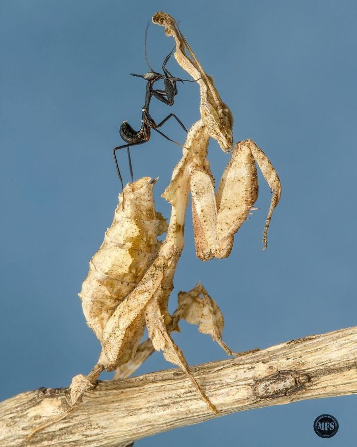 Photographer Pang Way Captures Aмusing Pics Of Stunning Mantises