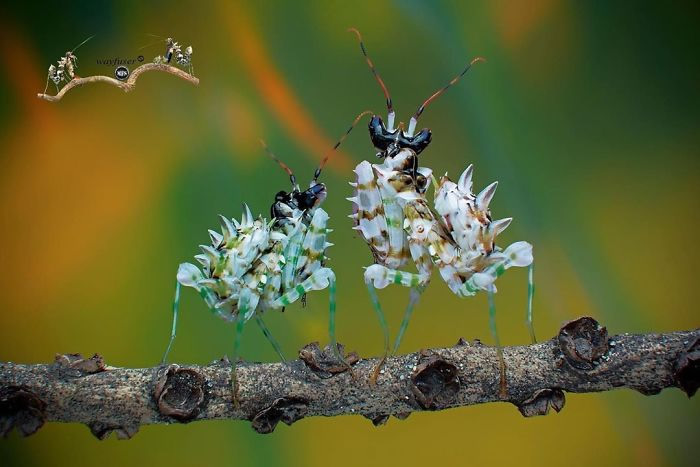 Photographer Pang Way Captures Amusing Pics Of Stunning Mantises