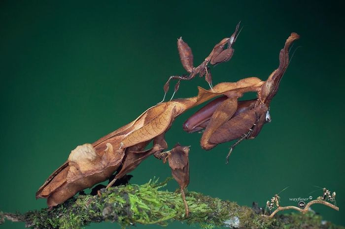 Photographer Pang Way Captures Amusing Pics Of Stunning Mantises