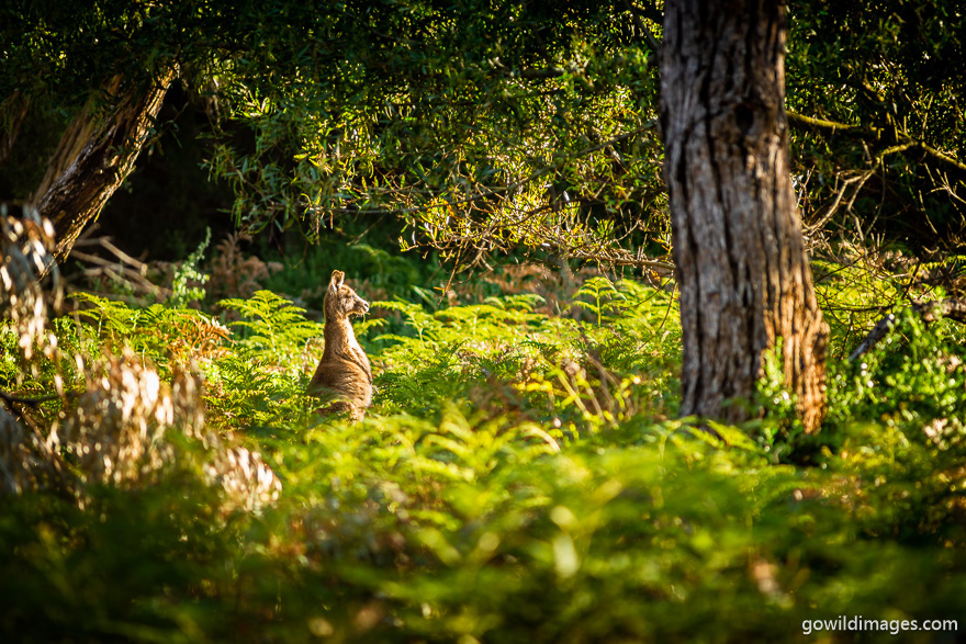 The Lakes - National Parks In Victoria