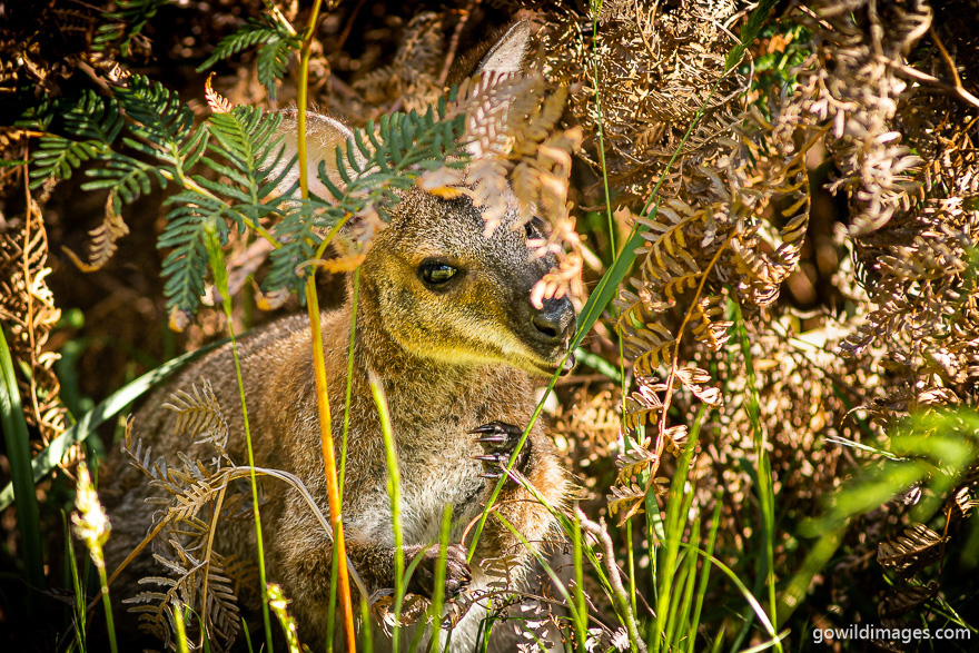 Mount Richmond - National Parks In Victoria