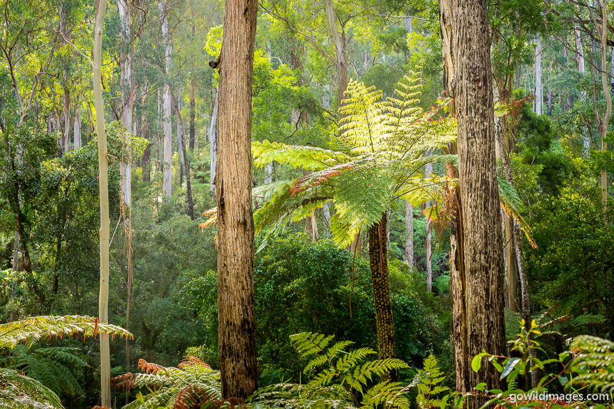 Lind - National Parks In Victoria