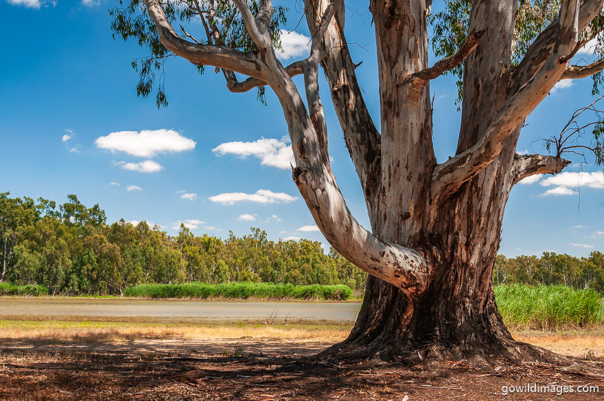 Barmah - National Parks In Victoria