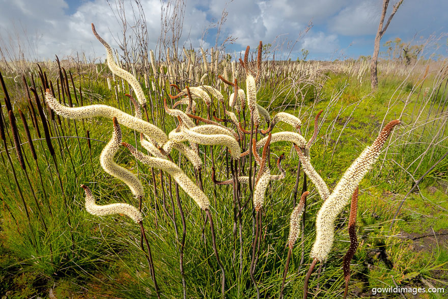 Lower Glenelg - National Parks In Victoria