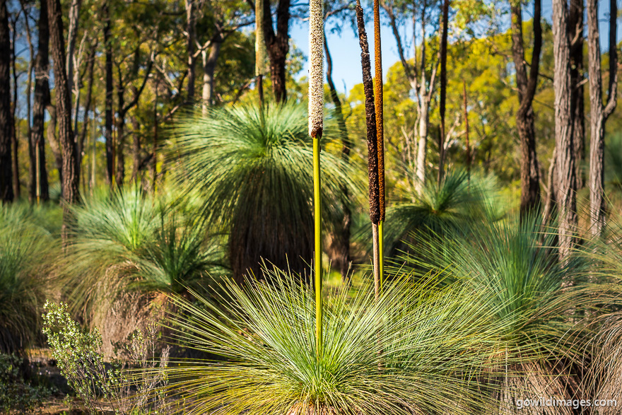 Heathcote-Graytown - National Parks In Victoria