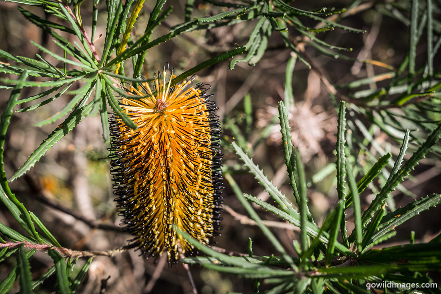 Kinglake - National Parks In Victoria