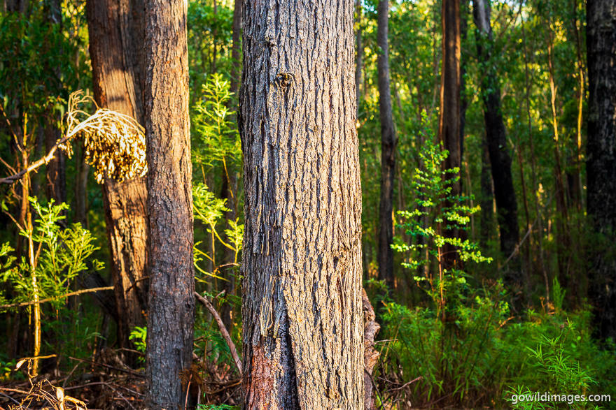 Alfred - National Parks In Victoria