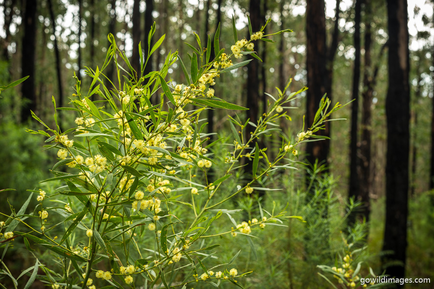 Morwell - National Parks In Victoria