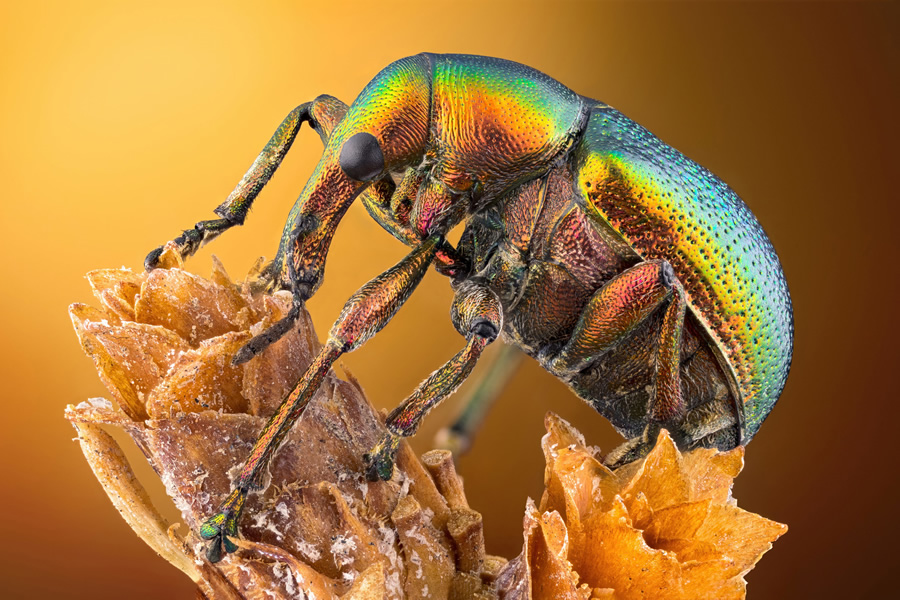 Photo by: Özgür Bulur | Nikon Small World