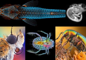 The Winning Photos Of 2020 Nikon’s ‘Small World’ Contest