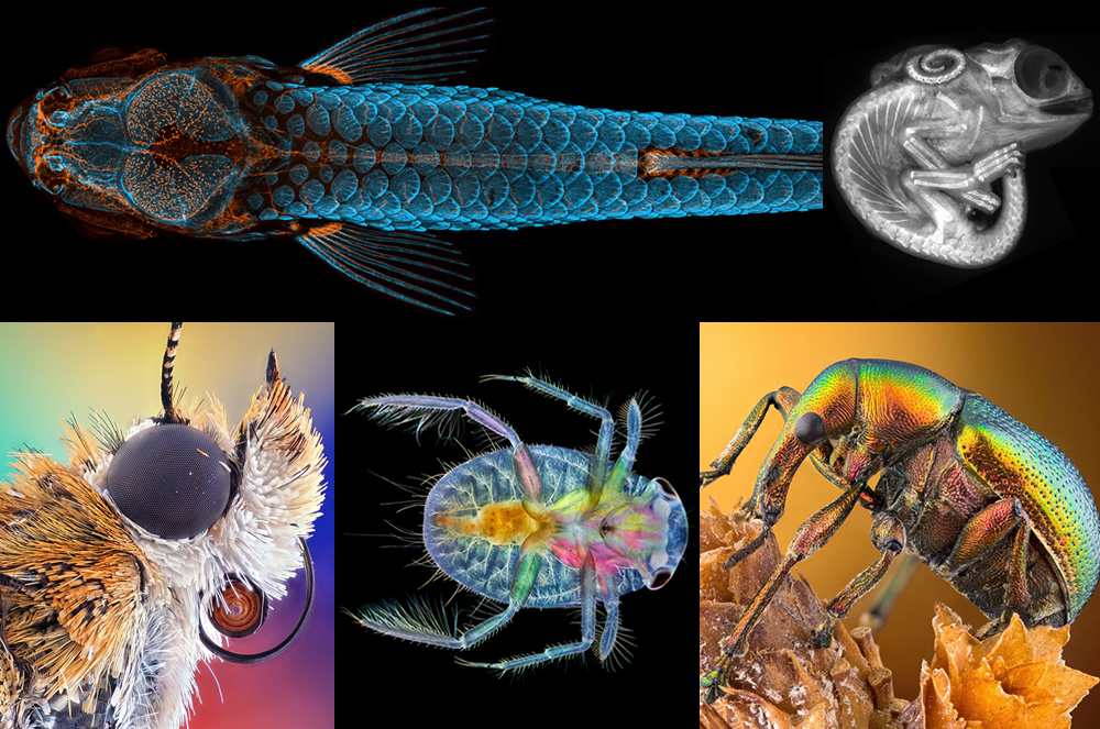 The Winning Photos Of 2020 Nikon’s ‘Small World’ Contest