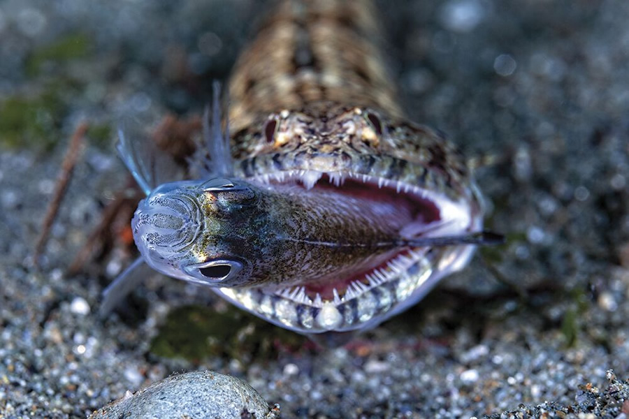 Behavior, Second Place: Jerry Arriaga, Ambon Bay, Indonesia