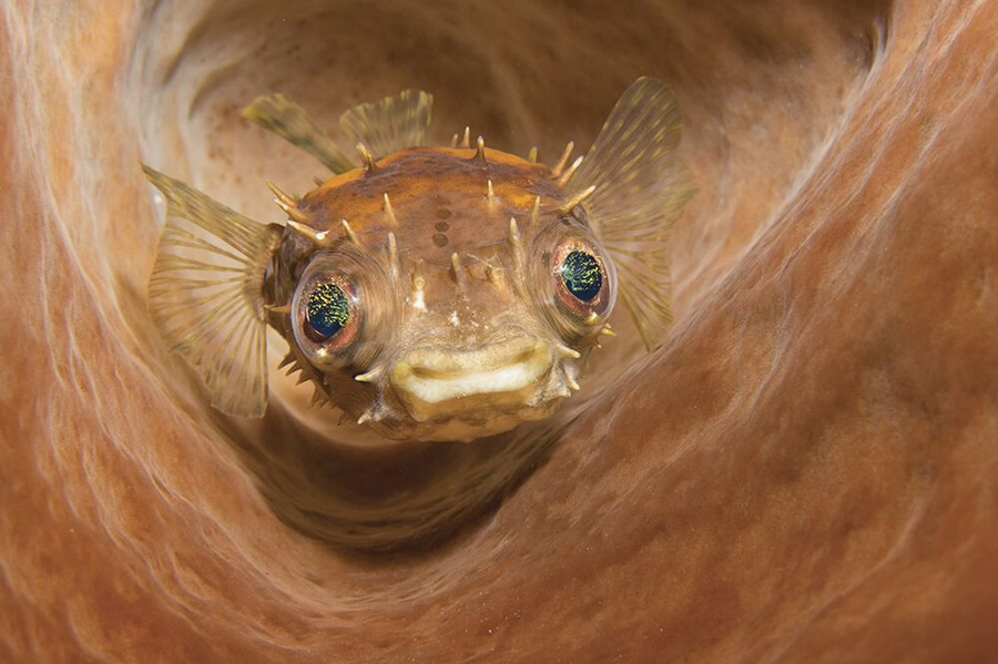 Compact Camera, Second Place: Marcelo Johan Ogata, Lembeh Strait, Indonesia