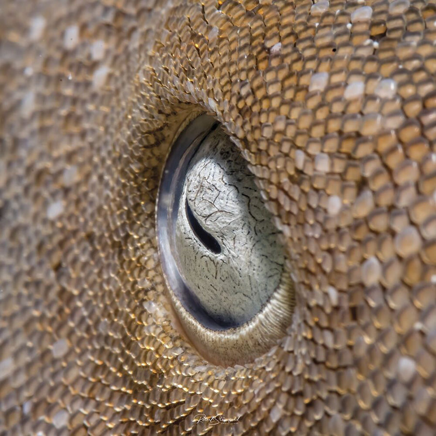 Macro, Third Place: Robert Stansfield, Banco Chinchorro, Mexico